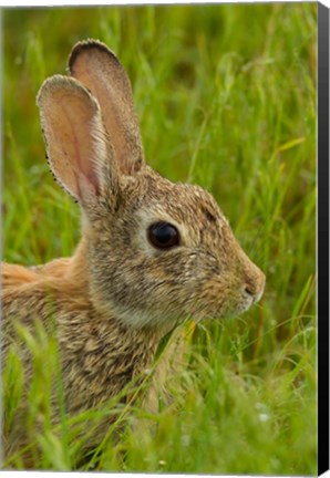 Framed Side Portrait Of A Cottontail Rabbit Print