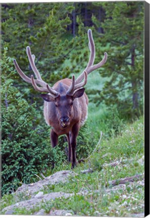 Framed Bull Elk In The Rocky Mountain National Park Forest Print