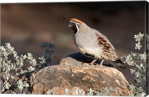 Framed Gambel&#39;s Quail On A Rock Print