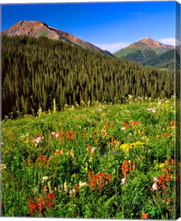 Framed Wildflowers In Meadow Of The Maroon Bells-Snowmass Wilderness Print