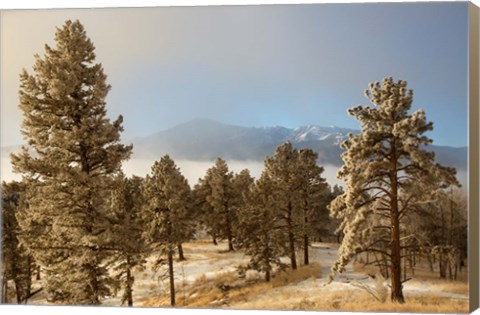 Framed Frost On Ponderosa Pine Trees Of The Pike National Forest Print