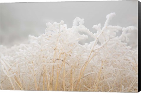 Framed Dried Winter Grasses Covered In Hoarfrost Print