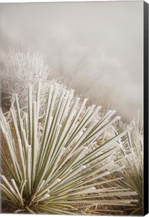 Framed Soapweed Yucca Covered In Hoarfrost Print