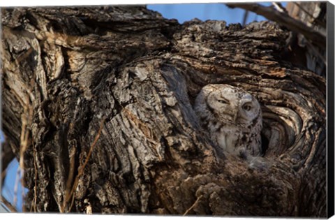 Framed Eastern Screech Owl In Its Nest Opening Print