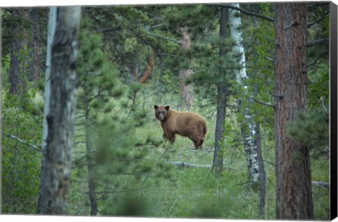 Framed Cinnamon Phase Black Bear In A Forest Print