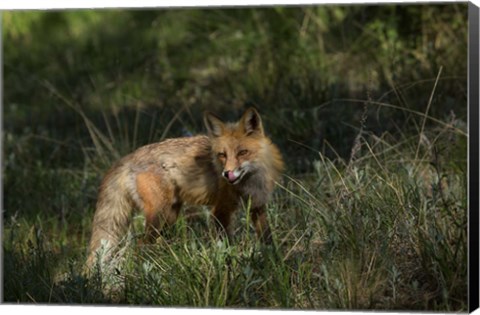 Framed Red Fox In A Meadow Print