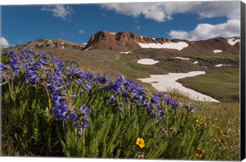 Framed Wildflowers On Cinnamon Pass Print