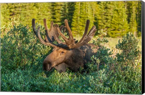 Framed Bull Moose With Velvet Antlers Print