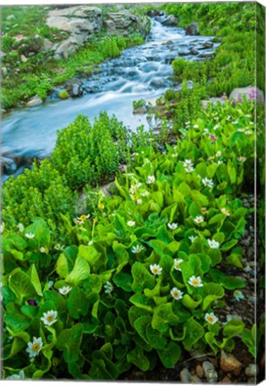 Framed Stream Cascade With Spring Marigolds, Colorado Print