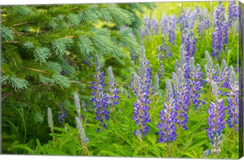 Framed Close-Up Of Lupine And Pine Tree Limbs Print