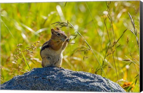 Framed Golden-Mantled Ground Squirrel Eating Grass Seeds Print