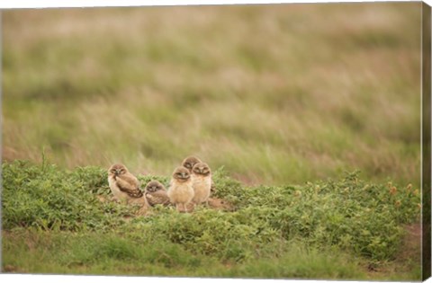 Framed Burrowing Owl Babies At Sunrise Print