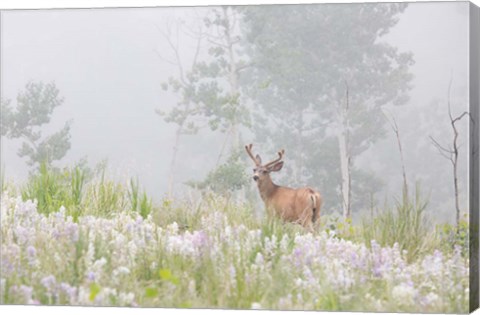 Framed Male Mule Deer In A Foggy Meadow Print