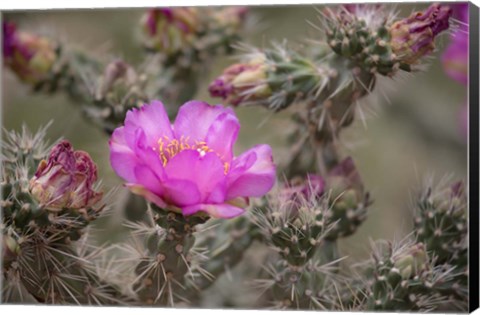 Framed Tree Cholla Cactus In Bloom Print