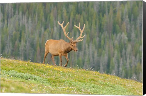 Framed Bull Elk In Velvet Walking Print