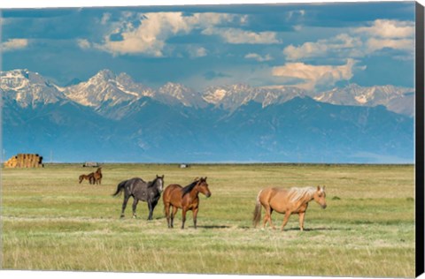 Framed Heard Of Horses In Hayfield, San Luis Valley Print