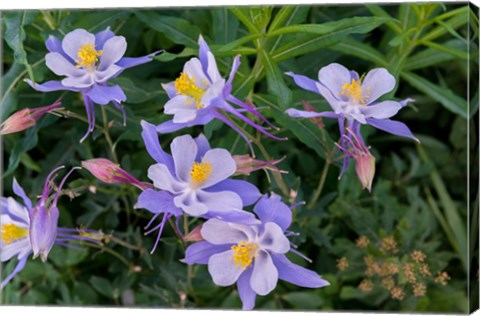 Framed Colorado Columbine Print