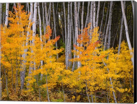 Framed Autumn Aspen Grove In The Grand Mesa National Forest Print