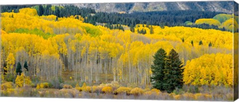 Framed Autumn Grove Panorama At The Base Of The Ruby Range Print