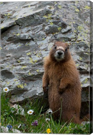 Framed Yellow-Bellied Marmot Print