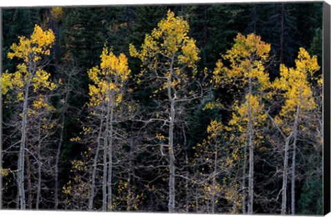 Framed Autumn Yellow Aspen In The Uncompahgre National Forest Print