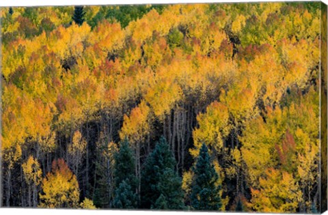 Framed Golden Aspen Of The Uncompahgre National Forest Print