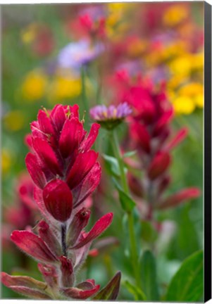 Framed Alpine Wildflowers With Paintbrush Print