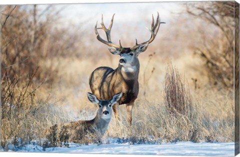 Framed Buck And Doe Mule Deer Print