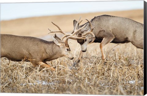 Framed Mule Deer Bucks Fighting Print