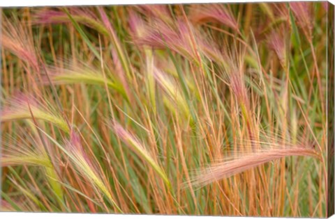 Framed Fox-Tail Barley, Routt National Forest, Colorado Print