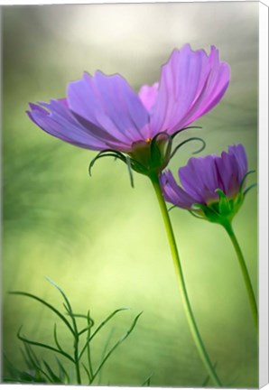 Framed Close-Up Of Purple Cosmos Flowers Print