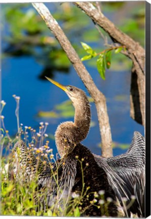 Framed Anhinga In Everglades NP, Florida Print