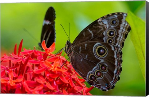 Framed Blue Morpho Butterfly On A Flower Print