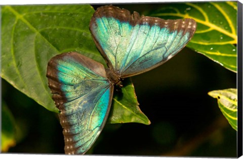 Framed Blue Morpho Butterfly On A Leaf Print