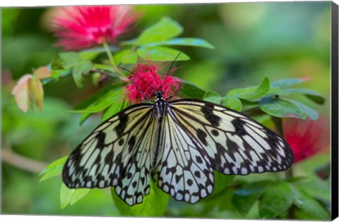 Framed Rice Paper Butterfly Print