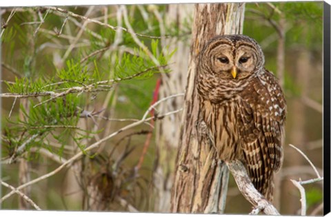 Framed Barred Owl In Everglades National Park, Florida Print