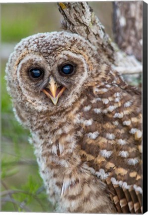 Framed Fledgling Barred Owl In Everglades National Park, Florida Print