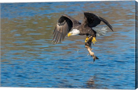 Framed Eagle Catching A Fish,  St John River Print