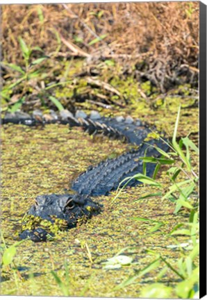 Framed Alligator In St John River Print