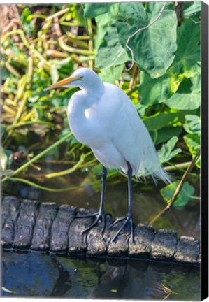 Framed Egret On An Alligator&#39;a Tail Print