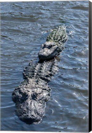 Framed Stacking Alligators Print