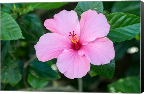 Framed Single Pink Hibiscus Print