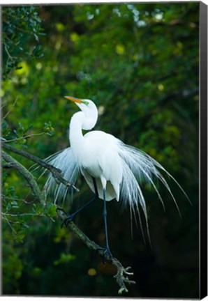 Framed Egret In Breeding Plumage Print