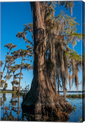 Framed Pond Cyprus And Spanish Moss In A Swamp Print