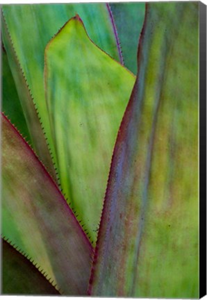 Framed Agave Detail, Florida Print