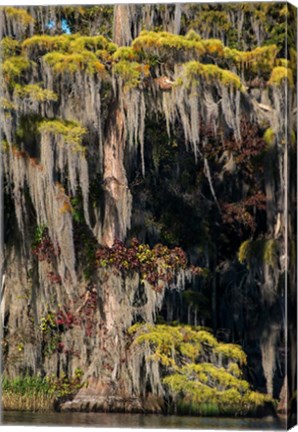 Framed Swamp Cyprus And Spanish Moss Print