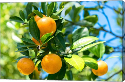 Framed Florida Orange Tree Print