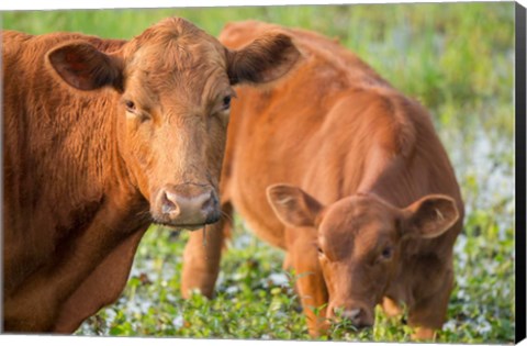 Framed Close-Up Of Red Angus Cow Print