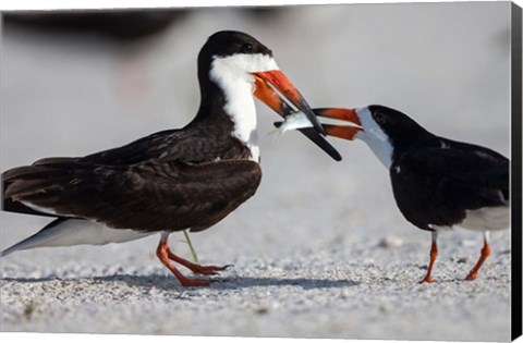 Framed Black Skimmer Fighting Over A Minnow Print