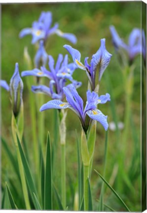 Framed Rocky Mountain Iris Print